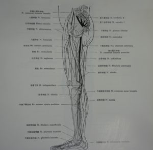 下肢神経